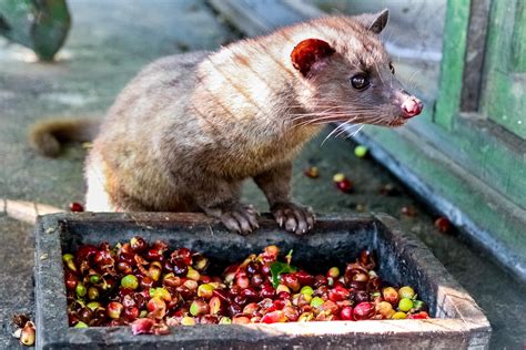 goat coffee poop|Does Kopi Luwak—or poop coffee—Southeast Asian .